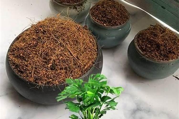 龟背竹施肥方法,用什么肥好