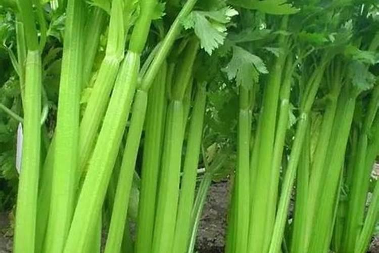 黑莓种植技术和管理