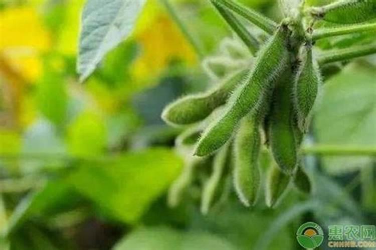 大豆的正确施肥方法