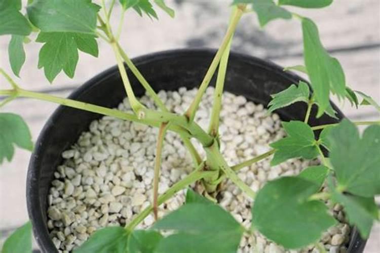 牡丹怎么施肥(地栽牡丹施肥时间和方法是怎么样的？)