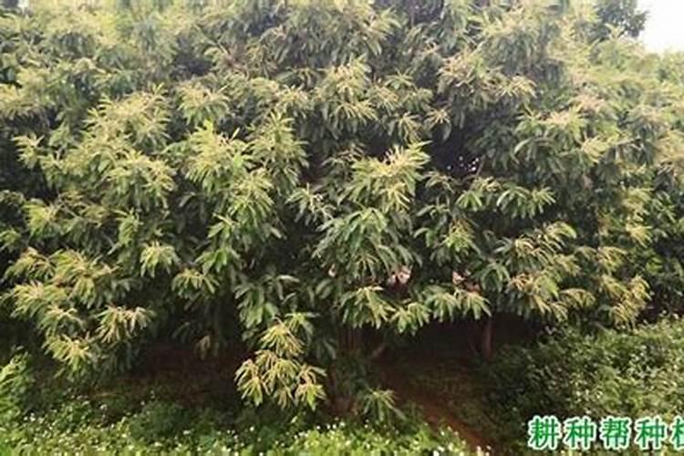 板栗树喷什么叶面肥起到抗旱防冻效果？