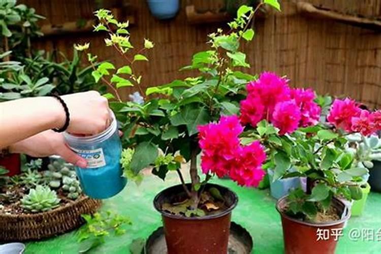 磷酸二氢钾对三角梅怎么养施肥