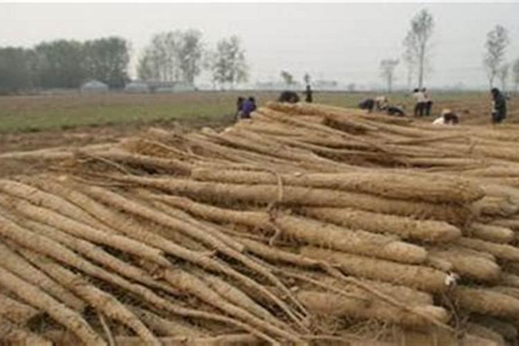 中药治疗炎症性肠病的三种方法