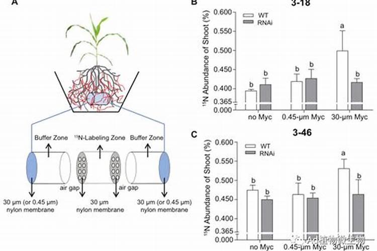 甘蔗什么时间施肥好？施肥时间和方法,增甜叶面肥“金泰靓”