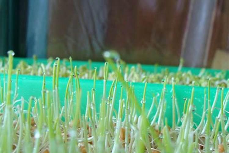 葡萄秋施肥用什么肥好