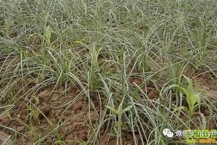 水稻抗倒伏药剂哪种效果好？