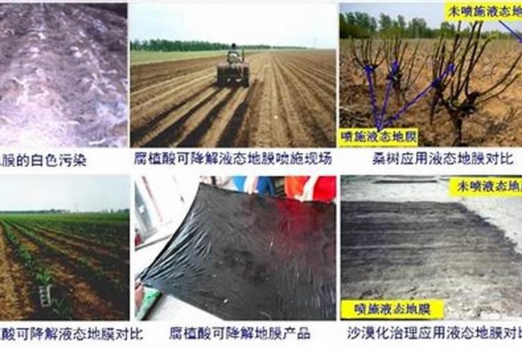 扦插茶苗可用液体地膜吗