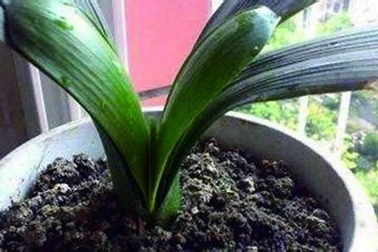 复合肥多久施一次