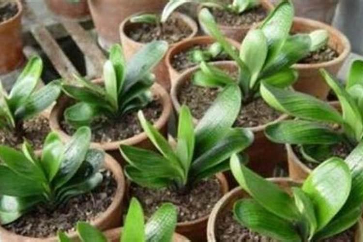 复合肥多久施一次