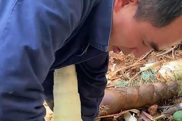 竹笋壳可以当肥料吗？