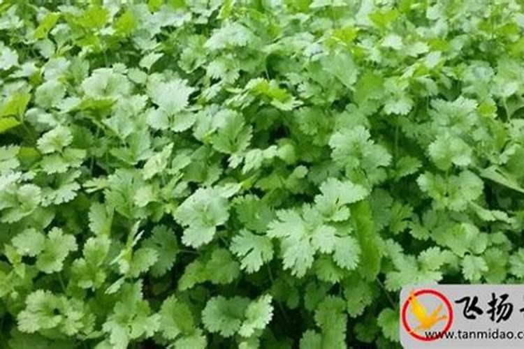 香菜种植施肥方法