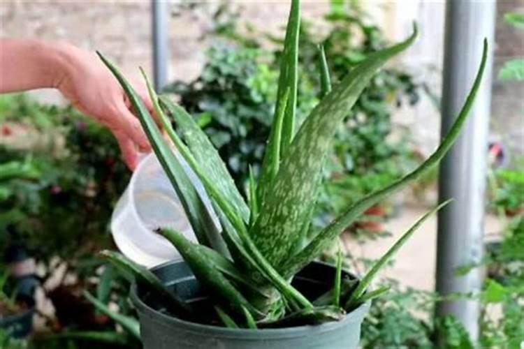 中药材龙胆草的规范化栽培