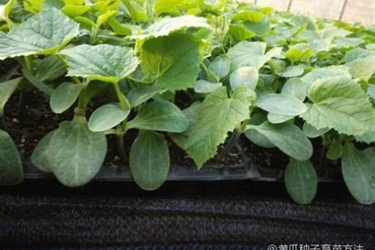 秋黄瓜怎样种植山东