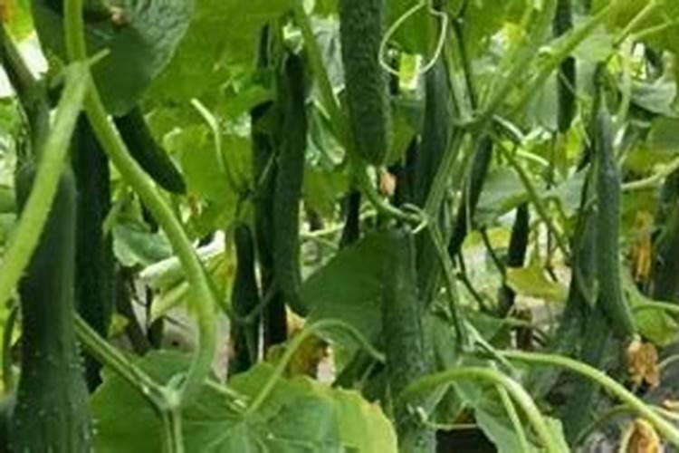秋黄瓜怎么做才能高产