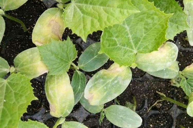 露天种秋黄瓜,哪个时间段最为适宜？