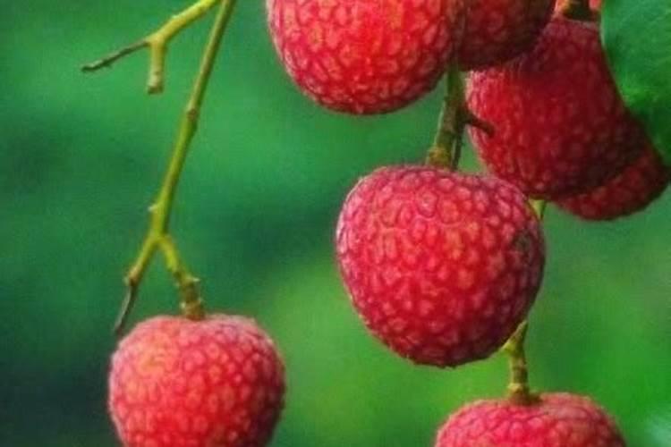 液体有机肥绝密配方