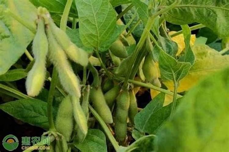 怎样能让枇杷的果又大又甜？枇杷增甜施肥哪种叶面肥效果好