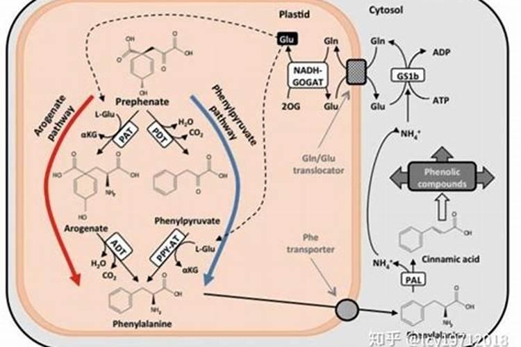 小麦叶面肥使用效果好,很多人还不会用