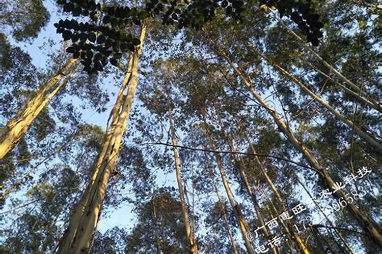 桉树用什么肥料生长快