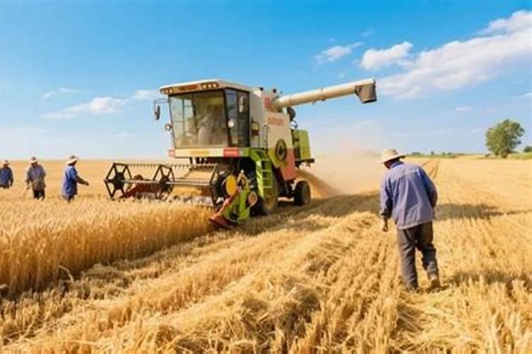 5公斤水溶肥兑1000公斤水给苹果树冲施会烧根吗？