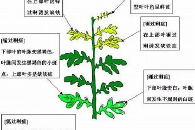 玉米结棒子以后还可以打叶面肥吗？