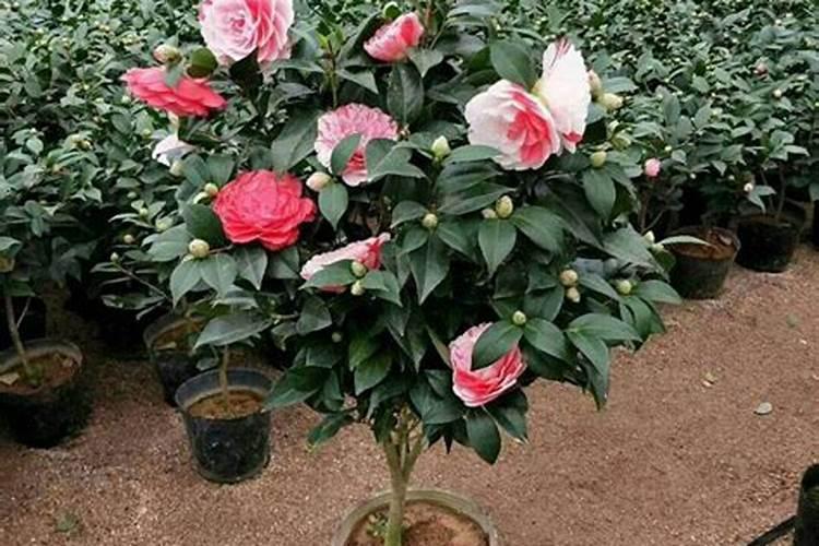 可以给茶花浇灌尿素吗