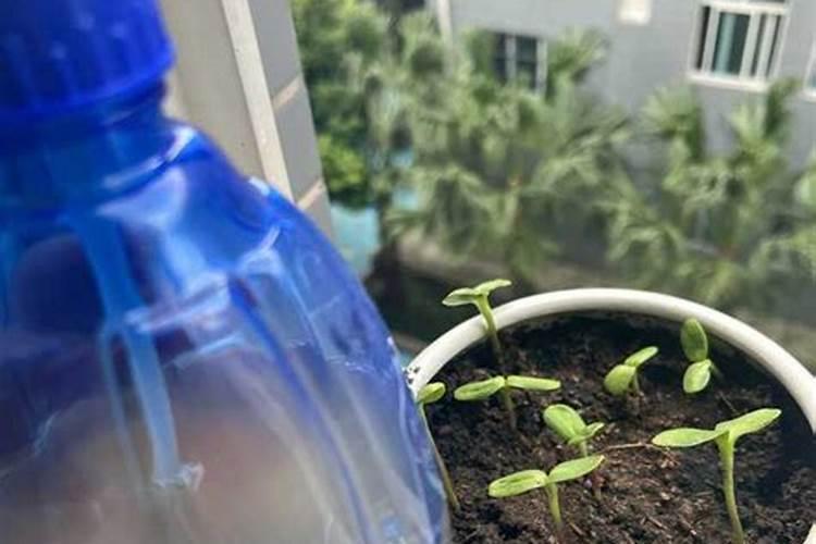 橘子皮是磷肥还是钾肥