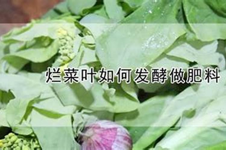 烂菜叶子可以做肥料吗