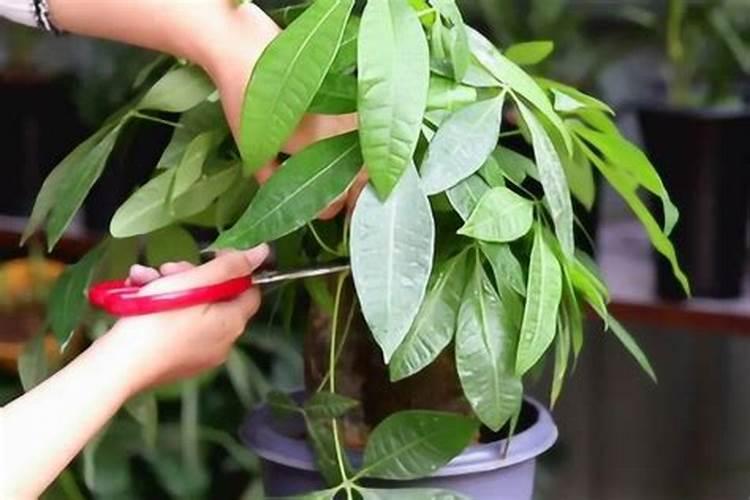 发财树多久施肥一次