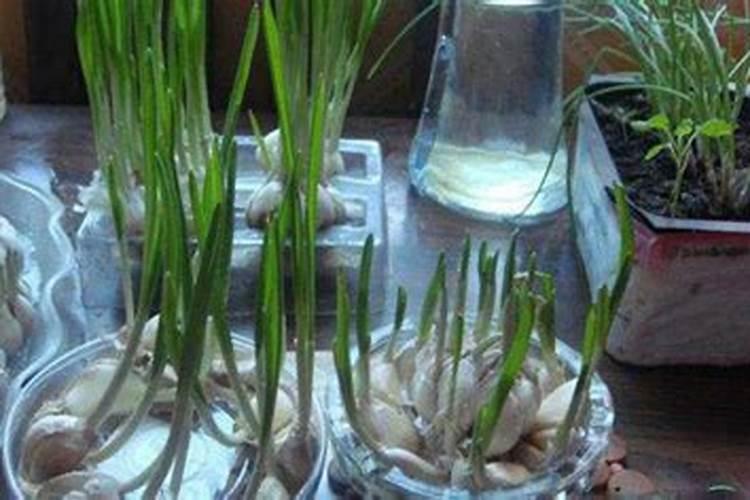 水养大蒜的正确方法