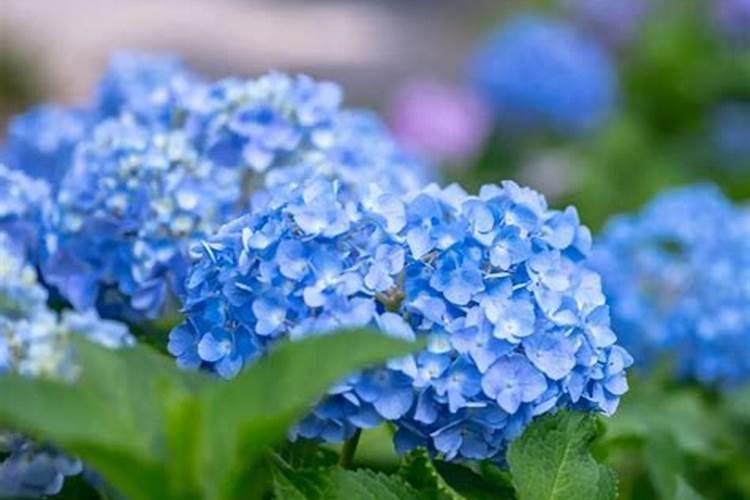 如何让绣球花变蓝