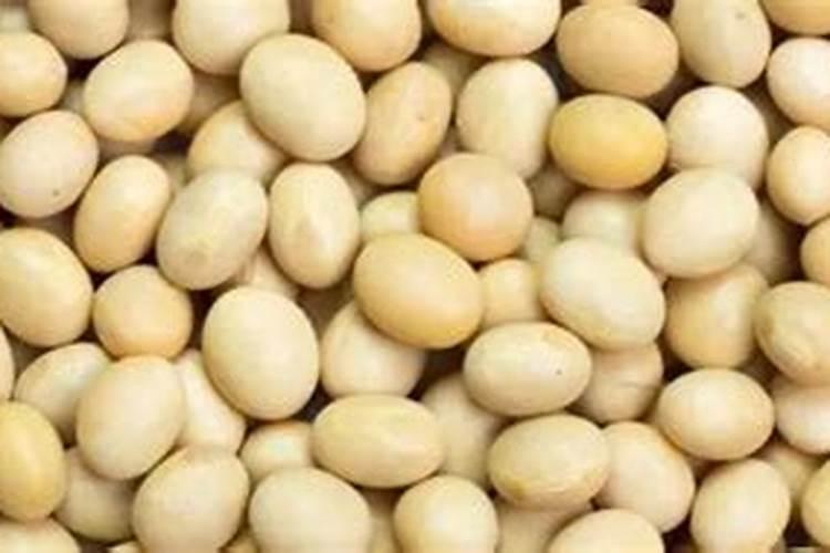 黄豆怎么做肥料