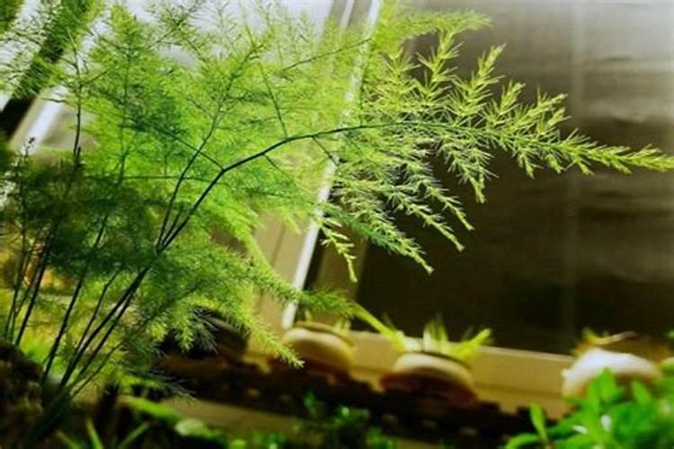 黄腐酸水溶肥在大棚菜种植中的前景