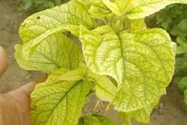 树叶发黄施什么肥