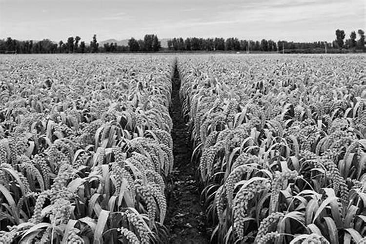 栽培禾谷作物如何合理施肥？