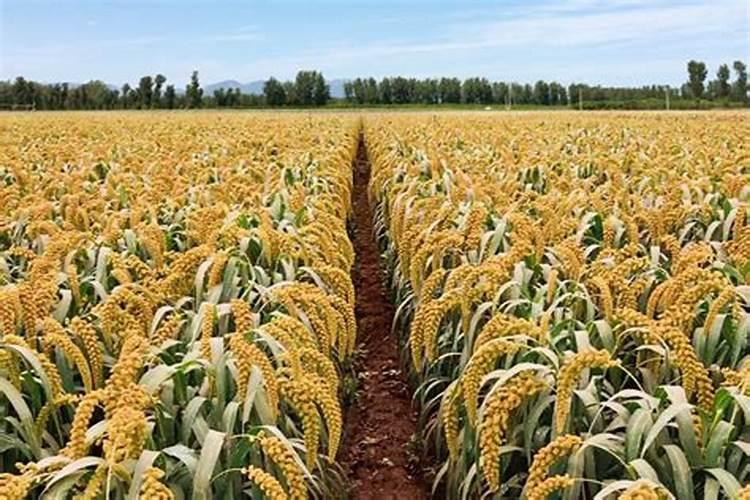 追肥的有效施用方法