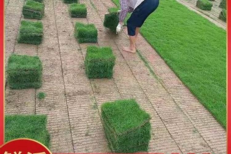 草坪一般怎么施肥,一般用量是多少,一年用几次肥