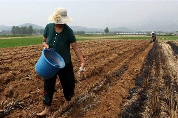 向日葵什么时候施肥 向日葵的施肥时间