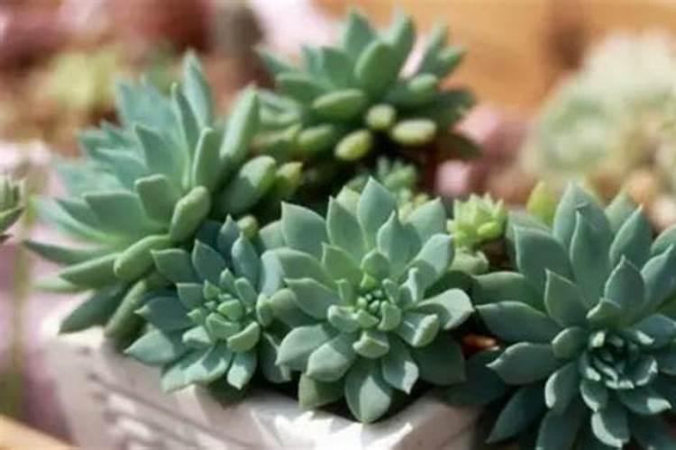 花施肥后能晒太阳吗？给花施肥需要注意什么