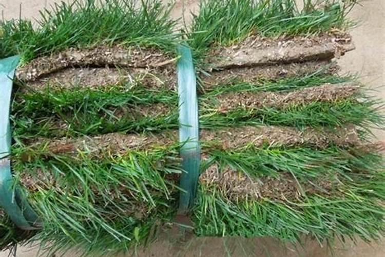 马尼拉草坪用什么复合肥料好