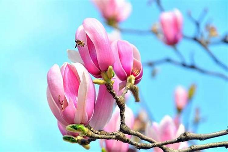 玉兰树要怎么养？这几点需要注意,植株才会长势喜人