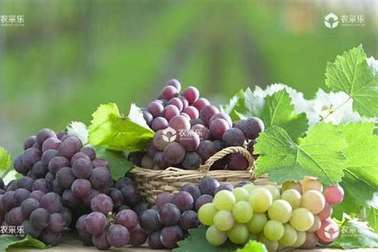 在无公害葡萄生产中,禁止使用哪些化肥？