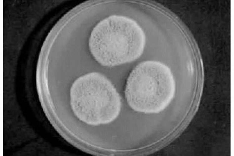 哈茨木霉菌能打白菜吗