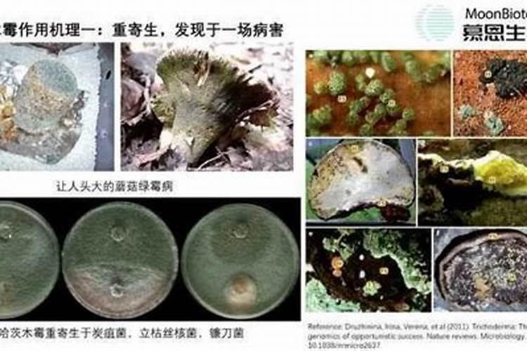 哈茨木霉菌产品特点、作用机理及其用法用量