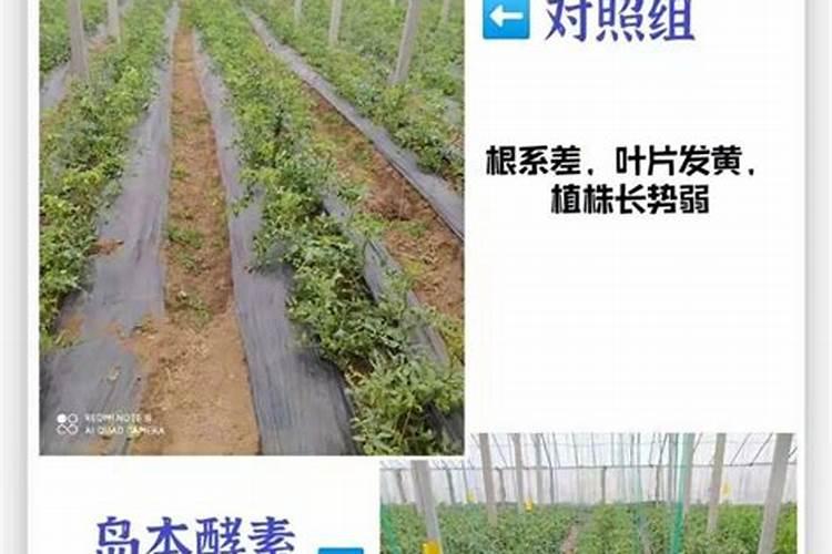 大棚豆角抗重茬用什么肥？豆角软腐烂根用哪个冲施肥？豆角根腐病用根小 ...
