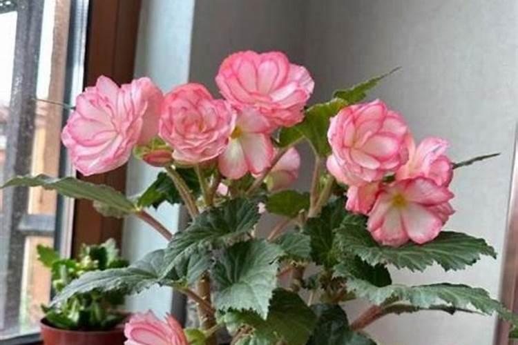 四季海棠喷施什么叶面肥好