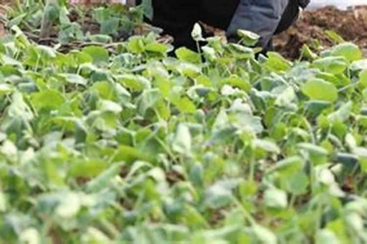 移载菜苗可以施肥吗