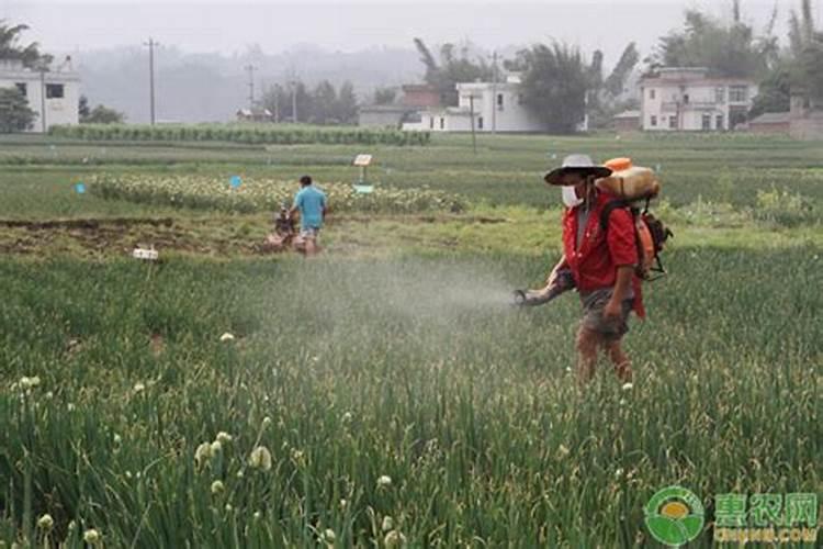 菜地里的菜好久施一次肥