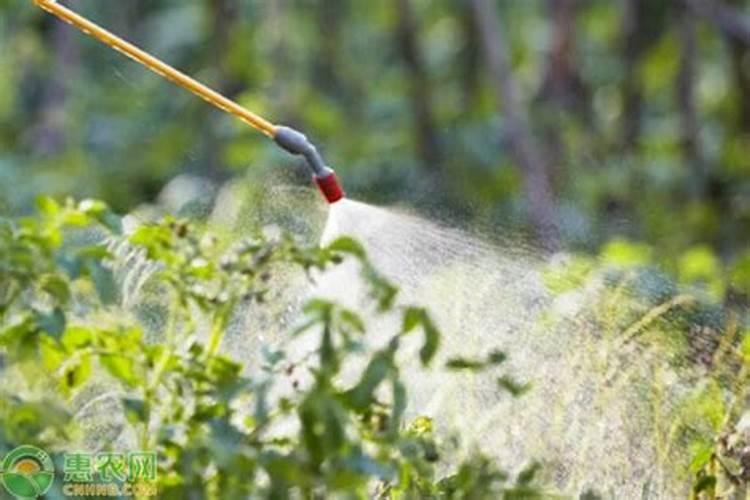 叶面肥和农药可以混在一起使用吗