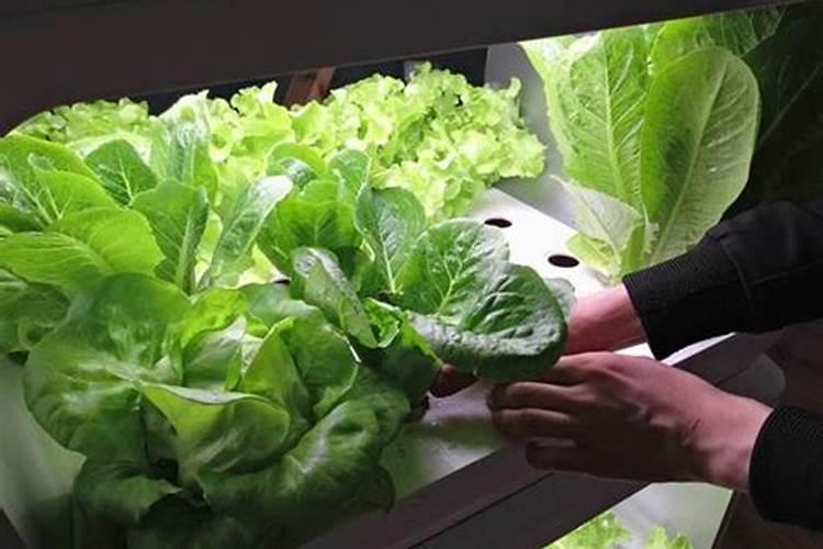 水培植物营养液的正确使用方法